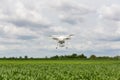 Drone flying over a meadow. Drone on green corn field. drone copter flying with high resolution digital camera over a crops field, Royalty Free Stock Photo