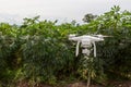 Drone flying over a meadow. Drone on green cassava  field. drone copter flying with high resolution digital camera over a crops fi Royalty Free Stock Photo