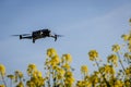 Drone Flying Over an Oilseed Crop Monitoring Plant Health
