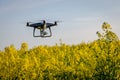 Drone Flying Over an Oilseed Crop Monitoring Plant Health