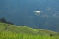 Drone Flying over Rice Field Royalty Free Stock Photo