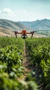 Drone Flying Over Lush Green Vineyard Royalty Free Stock Photo