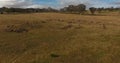 Drone footage of a sheep flock