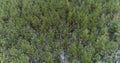 Drone forest view aerial pine wood wild nature