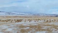 DRONE: A herd of untamed wild deer migrate across the snowy plains in Montana. Royalty Free Stock Photo