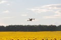 Drone hovering over sunflower field in clear blue sky partly clouded. Royalty Free Stock Photo
