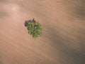 drone image. aerial view of rural area with fields. single isolated tree - vintage effect Royalty Free Stock Photo