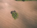 drone image. aerial view of rural area with fields. single isolated tree - vintage effect Royalty Free Stock Photo