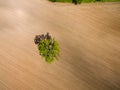 drone image. aerial view of rural area with fields. single isolated tree Royalty Free Stock Photo