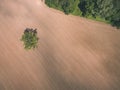 drone image. aerial view of rural area with fields. single isolated tree - vintage effect Royalty Free Stock Photo