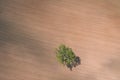drone image. aerial view of rural area with fields. single isolated tree - vintage effect Royalty Free Stock Photo
