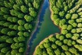 Drone image of a deep green forest with a snaking river in the early morning fog.. AI generated. Royalty Free Stock Photo
