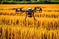 Drone over wheat fields, using tech to monitor agriculture. Royalty Free Stock Photo