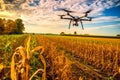 Drone over wheat fields, using tech to monitor agriculture. Royalty Free Stock Photo
