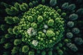 Drone perspective looking down on a lush green forest from above