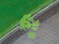 Drone photo of a fresh bright green wheat field separated from a recently plown field by the road. There is a tree by Royalty Free Stock Photo