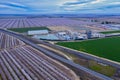 Drone photo of California almond trees in bloom Royalty Free Stock Photo