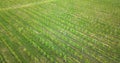 drone photography,aerial view of orchards in resen, prespa, macedonia