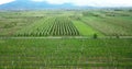 drone photography,aerial view of orchards in resen, prespa, macedonia