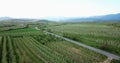 drone photography,aerial view of orchards in resen, prespa, macedonia