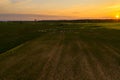 Drone photography of flock of cranes in the middle