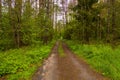 Drone photography of forest dirt road Royalty Free Stock Photo