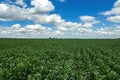 Drone photography, high angle view of green unripe corn crop field in summer