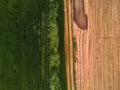 Drone point of view on cultivated wheat field Royalty Free Stock Photo