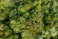 Drone point of view of jungle Royalty Free Stock Photo