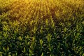 Drone pov aerial shot of green corn field in summer sunset Royalty Free Stock Photo