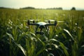 Drone quadcopter with camera flying over the corn field. Agriculture Drone Monitoring Green Corn Field, AI Generated Royalty Free Stock Photo