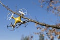 Drone quadcopter crashed on tree in city park Royalty Free Stock Photo