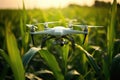 Drone quadcopter with digital camera flying over corn field. Agriculture Drone Monitoring Green Corn Field, AI Generated Royalty Free Stock Photo