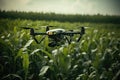 Drone quadcopter with digital camera flying over corn field. Agriculture Drone Monitoring Green Corn Field, AI Generated Royalty Free Stock Photo