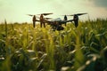 Drone quadcopter with digital camera flying over corn field. Agriculture Drone Monitoring Green Corn Field, AI Generated Royalty Free Stock Photo