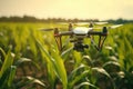 Drone quadcopter with digital camera flying over corn field, Agriculture Drone Monitoring Green Corn Field, AI Generated Royalty Free Stock Photo