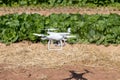 Drone quadcopter hover on fram,fly on the farm Royalty Free Stock Photo