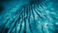 Drone shot of group of small exotic fish swimming in azure transparent underwater of Aegean sea