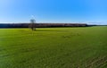 Drone shot of a lonely leafless tree in a wide green field with grazing farm animals on a sunny day Royalty Free Stock Photo