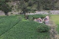 A drone shot of an small stone house with a tin roof in the middle of a maiz field alongside a small river in the Ecuadorian Andes Royalty Free Stock Photo