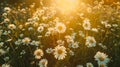 Drone shot, summer meadow filled with beautiful flowers and daises, golden hour, national geographic, high quality