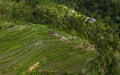 Drone shot at Tegalalang Rice Terraces - Bali,Indonesia Royalty Free Stock Photo