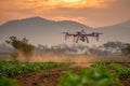 A drone spraying techniques on rice fields in the morning light Royalty Free Stock Photo