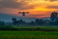 A drone spraying techniques on rice fields in the morning light Royalty Free Stock Photo