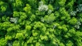 Drone style view of green spring forest with white flowers