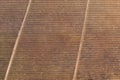 Drone top aerial view vineyard red autumn vines abstract rows