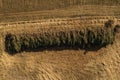 Drone top down view of cut spruce trees Royalty Free Stock Photo