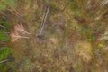 Drone top down view of old logging site in the middle of forest Royalty Free Stock Photo