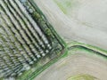 Drone top down view of a regimented plantation of trees shown in uniform rows.