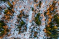 Drone top view of beautiful forest. Pines and bare tees in sunlight. Winter landscape from above.